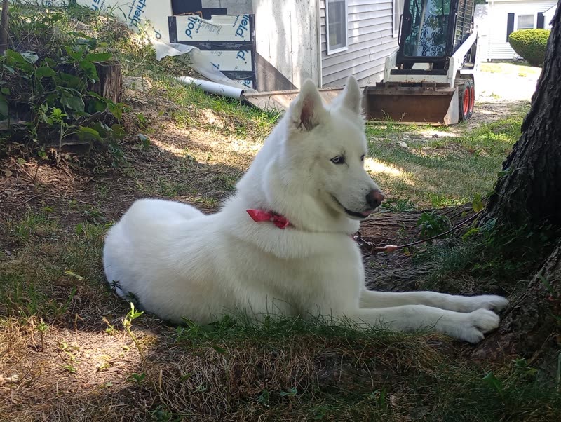 A white husky-type dog lying on the grass beside a house after its groom