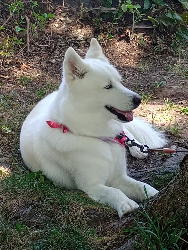 A white husky-type dog in a red bandana lying on grass with its head up