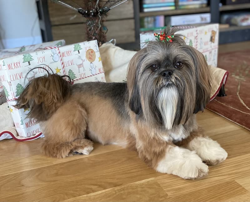 A Shih Tzu with a festive hair clip lying on a wooden floor beside Christmas cushions and wrapped gifts