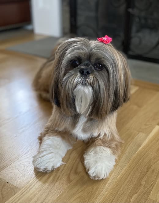 A freshly groomed Shih Tzu with a pink bow lying on a wooden floor, facing the camera
