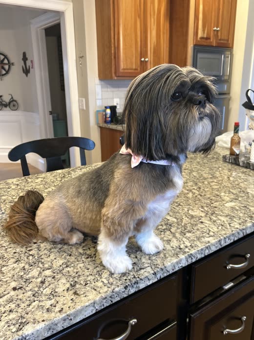 A Shih Tzu in side profile with a long topknot and pink bow, showing a full body clip