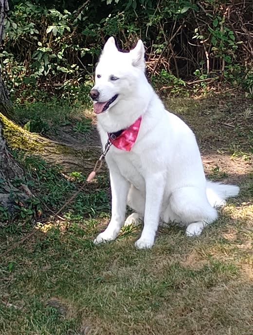 A white husky-type dog sitting upright on a lawn in a pink patterned bandana