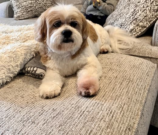 A tan and white Shih Tzu with a neatly trimmed face resting on a sofa arm