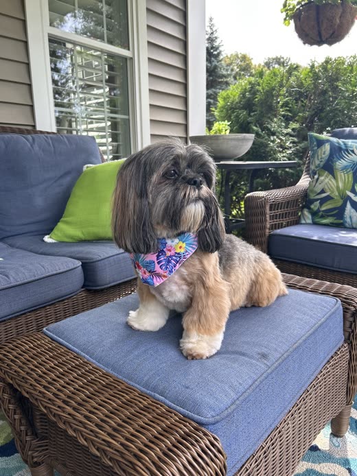 A groomed Shih Tzu in a colourful bandana sitting on a patio ottoman